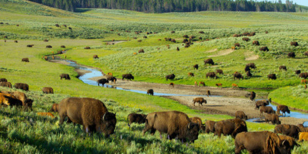https://d3r8gwkgo0io6y.cloudfront.net/upload/yellowstone national park.jpg